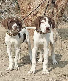 English pointer male and female for sale