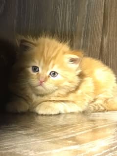 ginger color persian kittensfor sale punch face  (cash on delivery )