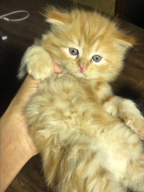 ginger color persian kittensfor sale punch face  (cash on delivery ) 1