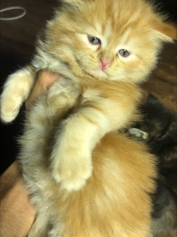 ginger color persian kittensfor sale punch face  (cash on delivery ) 2