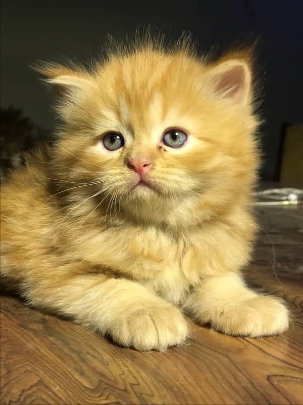 ginger color persian kittensfor sale punch face  (cash on delivery ) 3