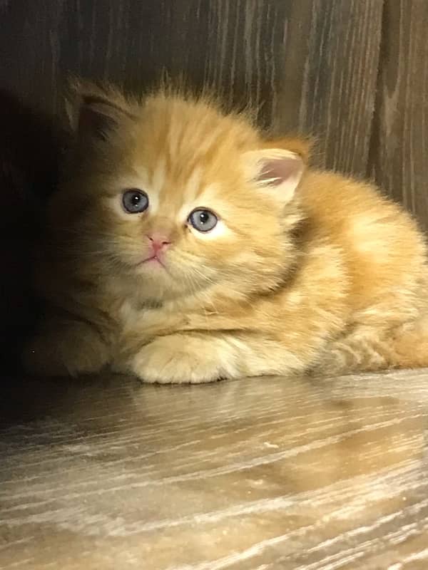 ginger color persian kittensfor sale punch face  (cash on delivery ) 4