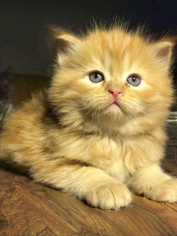 ginger color persian kittensfor sale punch face  (cash on delivery ) 5