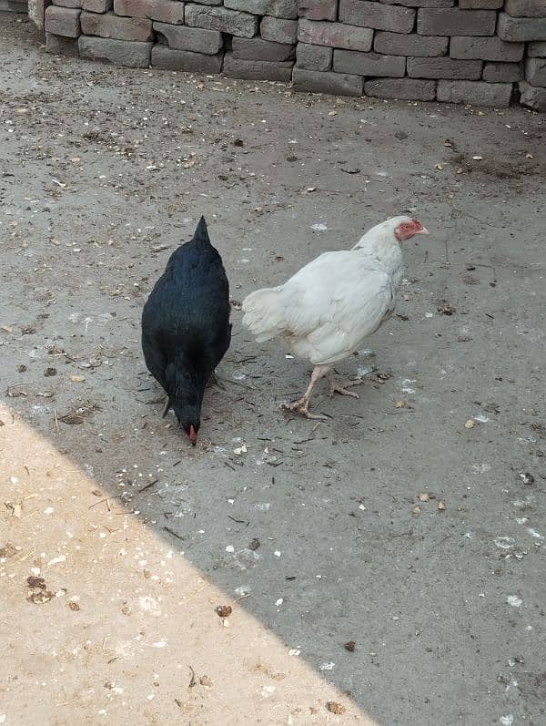 One Aseel Heera Hen and One Black 2