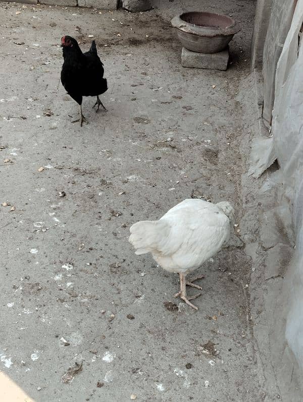 One Aseel Heera Hen and One Black 3