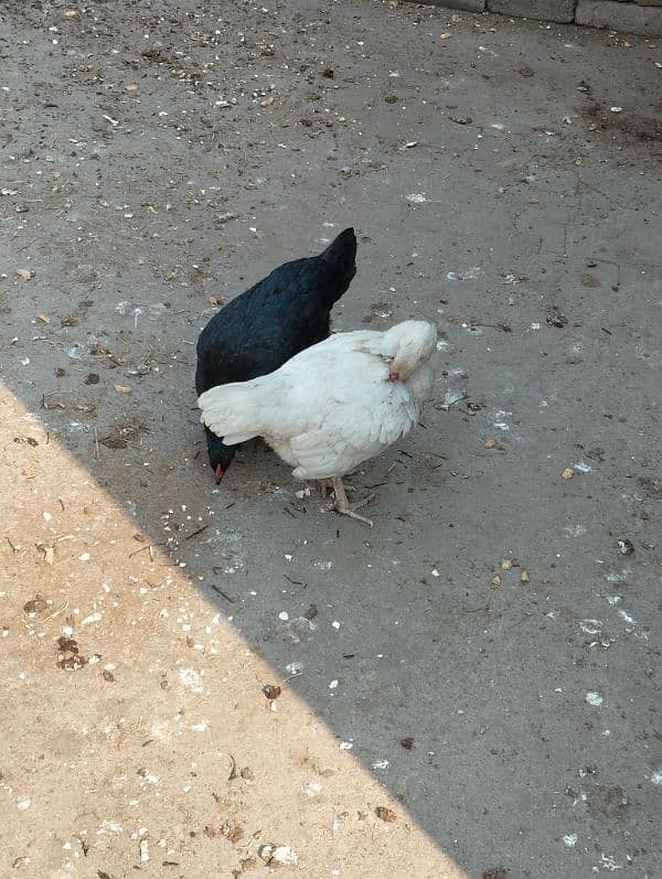 One Aseel Heera Hen and One Black 4