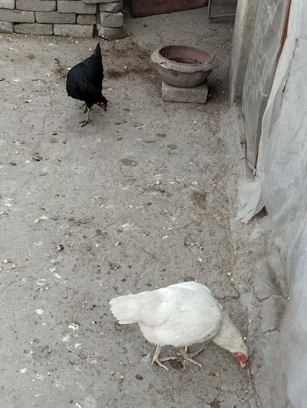 One Aseel Heera Hen and One Black 6