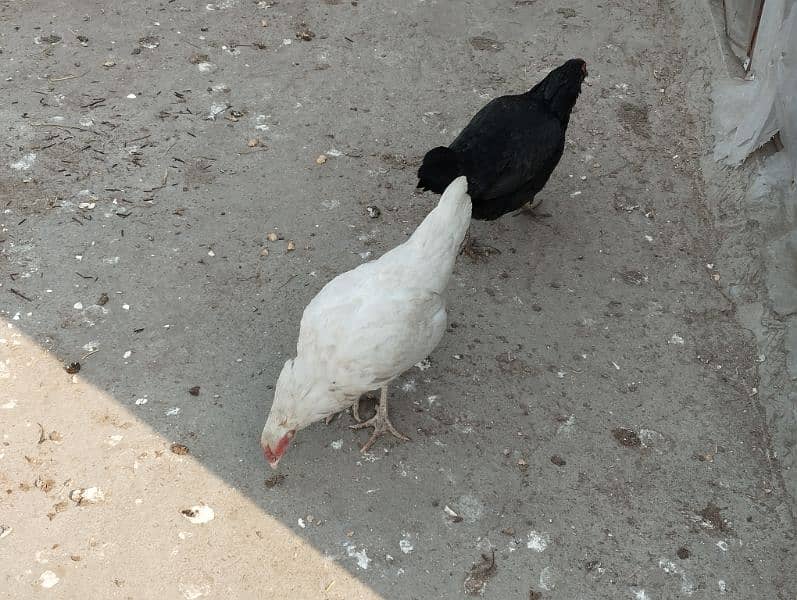 One Aseel Heera Hen and One Black 7