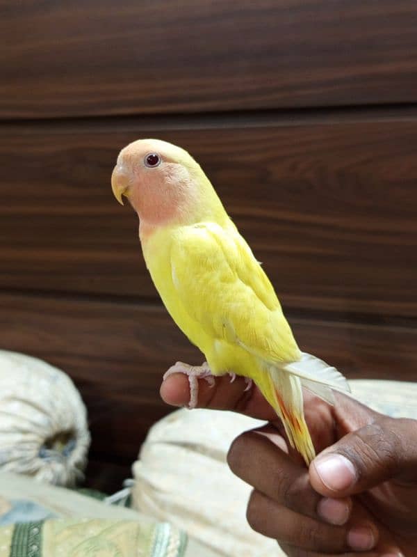 Handtame Lutino red eyes lovebird for sale 0