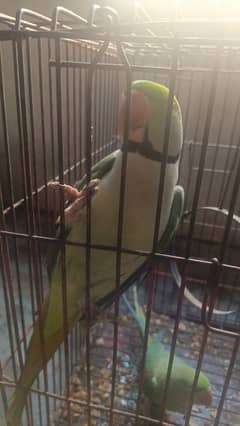 RAW PARROTS TALKING AND BREEDING PAIR