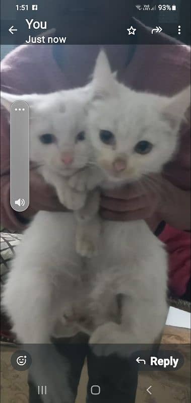 1 male 1 female  4 month age hn only cal 03211165562 0