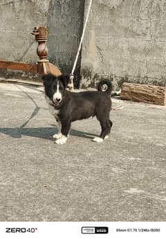 border collie dog