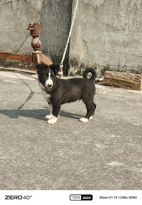 border collie dog 0