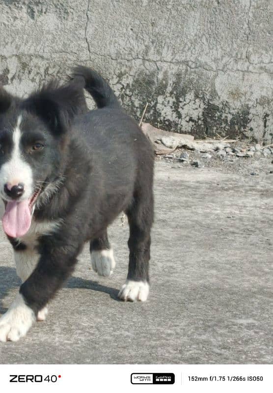 border collie dog 1