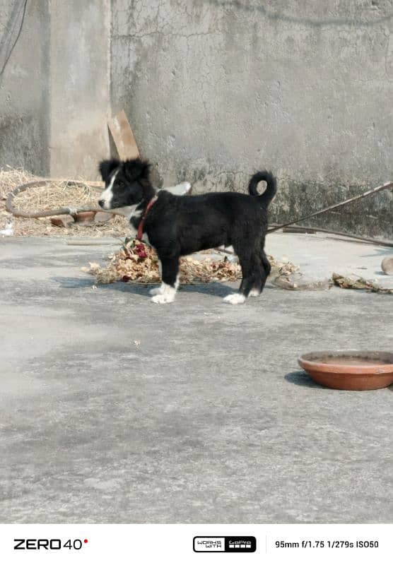 border collie dog 2