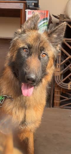 Healthy GSD Male Dog For Sale