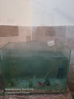 Fish Accuarrium For Sale