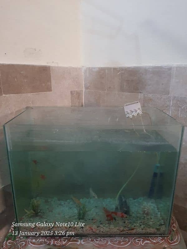 Fish Accuarrium For Sale 2