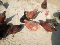 Lohaman Brown and Golden Misri Hens for Sale