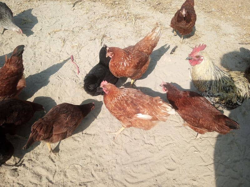 Lohaman Brown and Golden Misri Hens for Sale 0