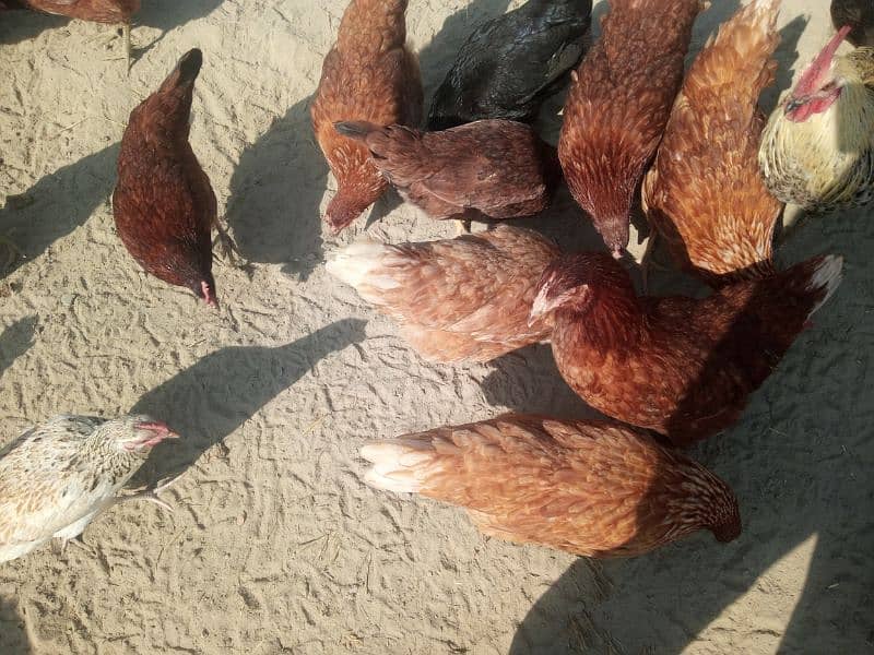 Lohaman Brown and Golden Misri Hens for Sale 1