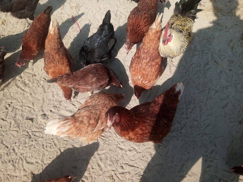 Lohaman Brown and Golden Misri Hens for Sale 2