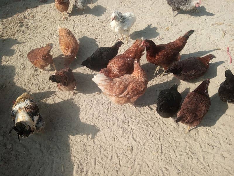 Lohaman Brown and Golden Misri Hens for Sale 3