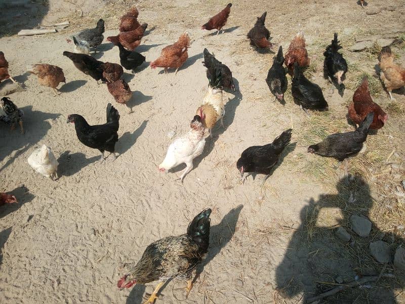 Lohaman Brown and Golden Misri Hens for Sale 4