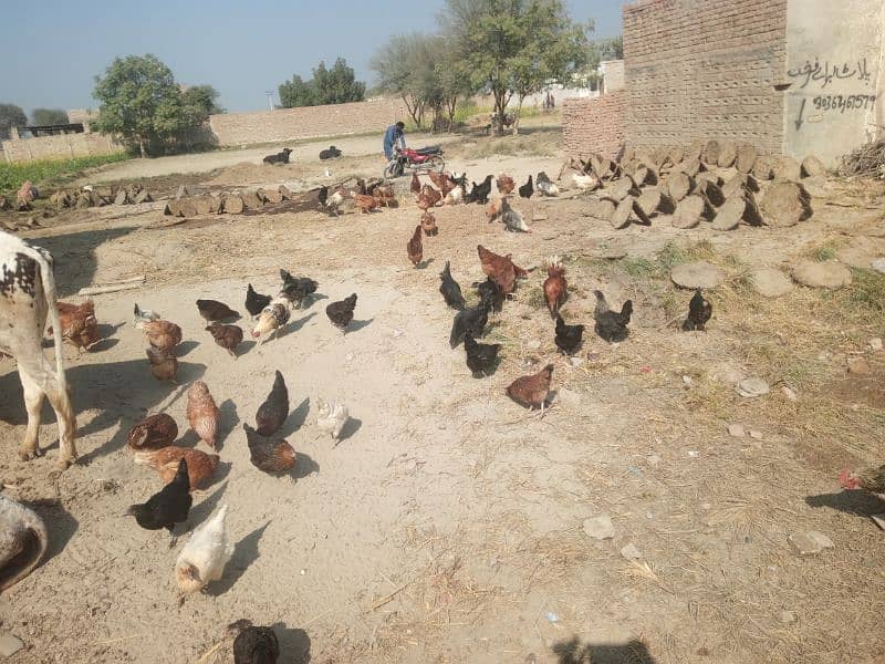 Lohaman Brown and Golden Misri Hens for Sale 5