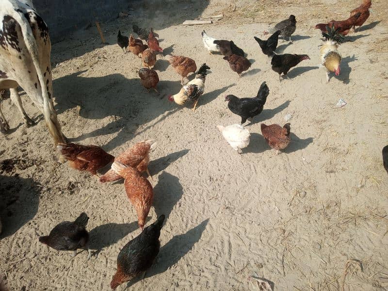 Lohaman Brown and Golden Misri Hens for Sale 6