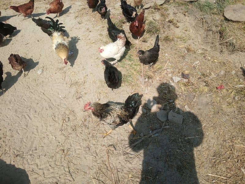 Lohaman Brown and Golden Misri Hens for Sale 7