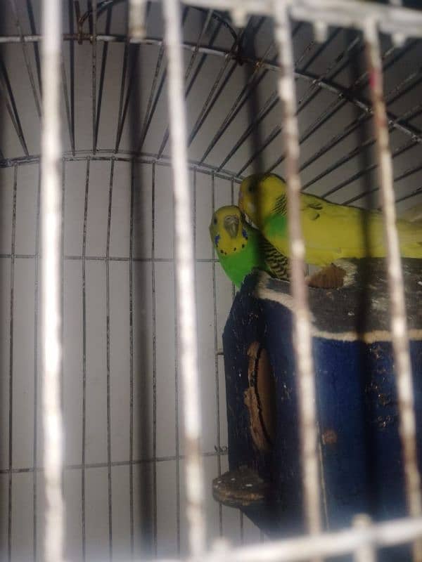 Australian lovebird pair urgent for sale Wa. me03426723031 0