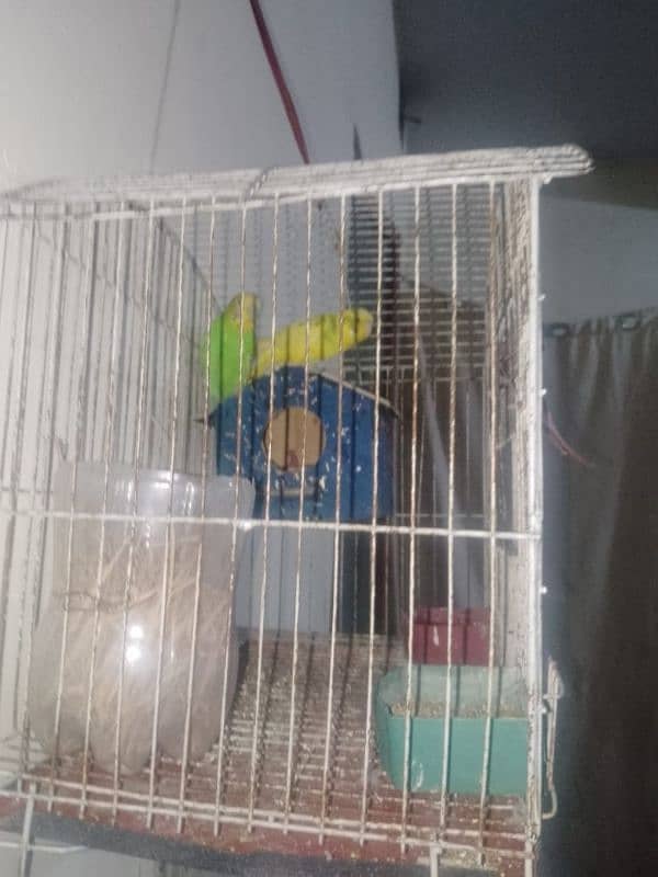 Australian lovebird pair urgent for sale Wa. me03426723031 1