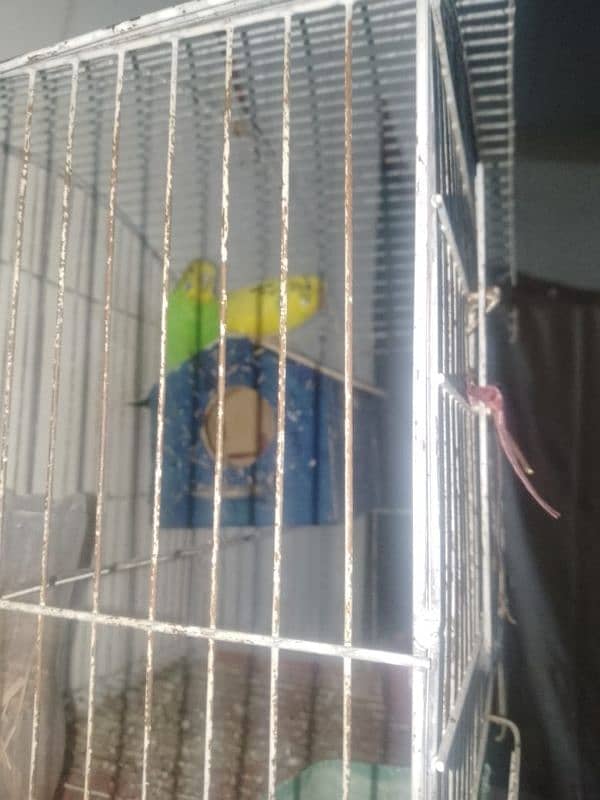 Australian lovebird pair urgent for sale Wa. me03426723031 2