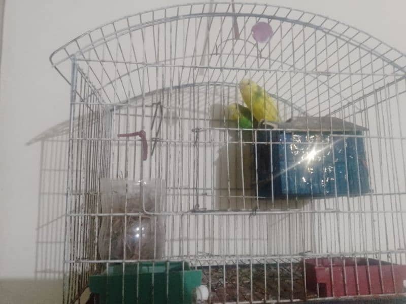 Australian lovebird pair urgent for sale Wa. me03426723031 3