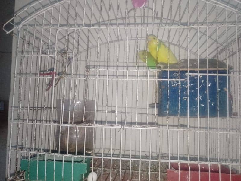 Australian lovebird pair urgent for sale Wa. me03426723031 4