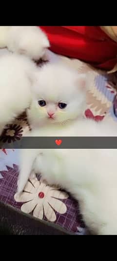 Persian kittens