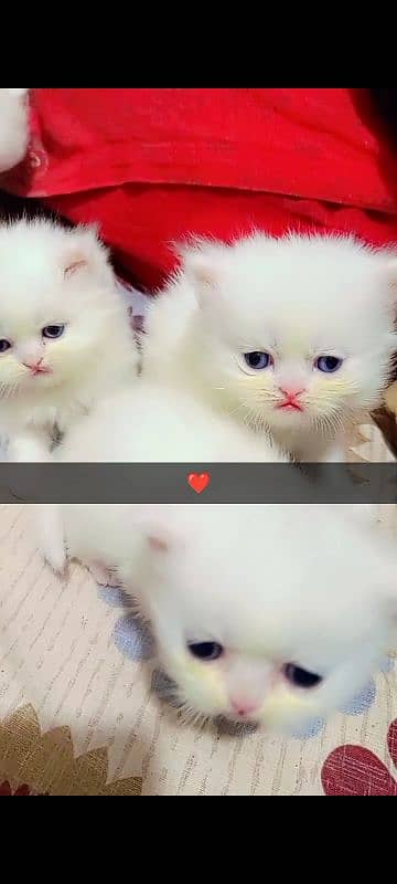 Persian kittens 2