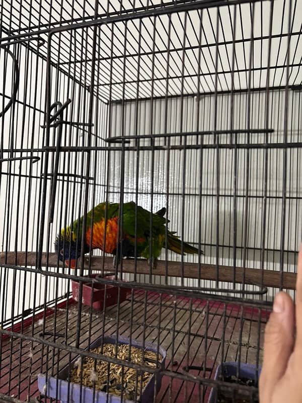 Simson Lorikeet 1