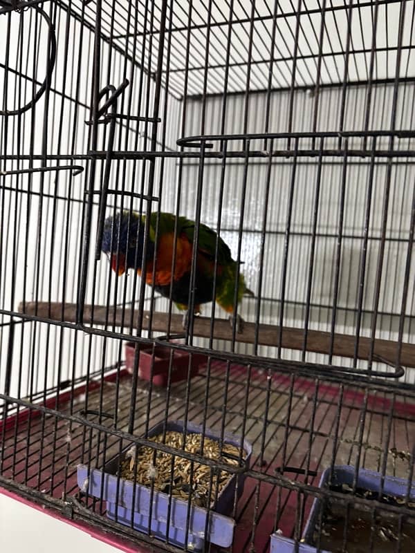 Simson Lorikeet 2