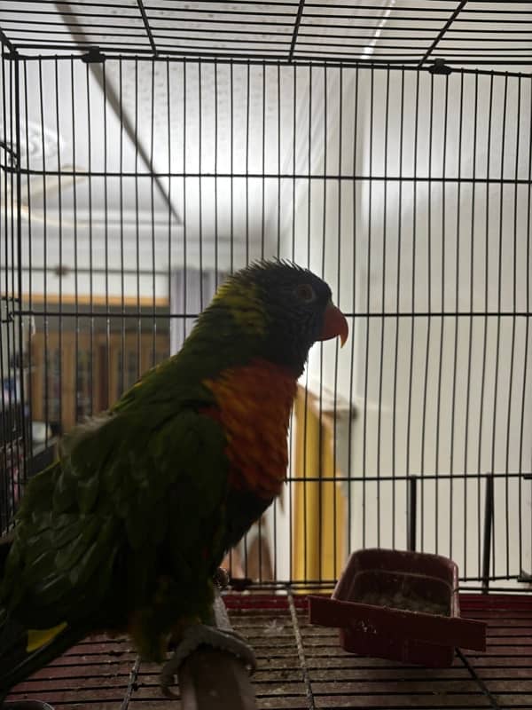 Simson Lorikeet 3