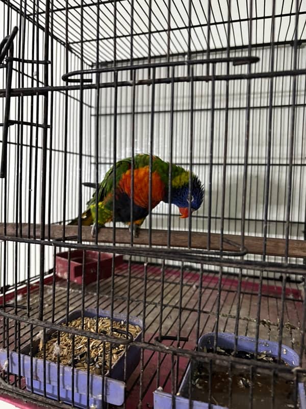 Simson Lorikeet 4