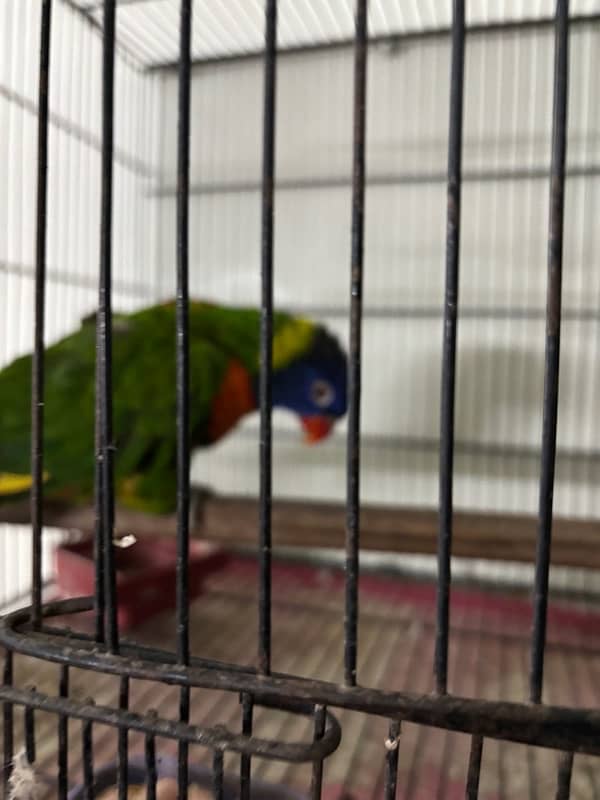 Simson Lorikeet 6