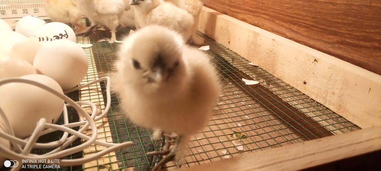 Thai aseel'silkie chicks'black polish' black rose comb  03114524242 2