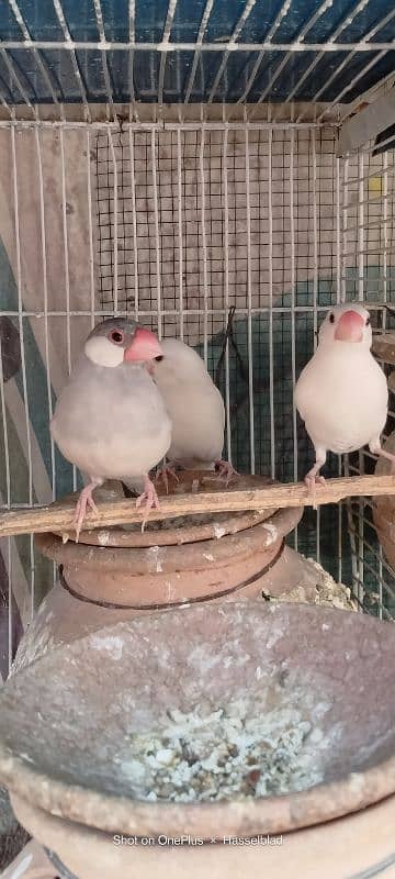 Albino & Yellow chest 5