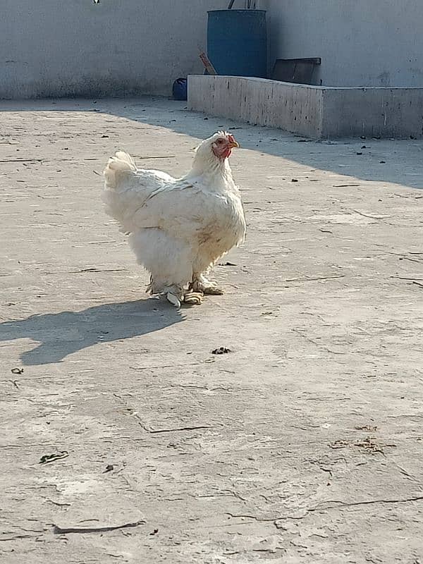 high quality white buff adult pair 2