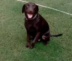 brown labrador female