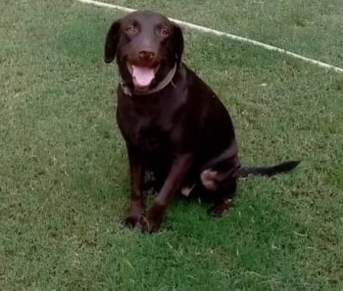 brown labrador female 0