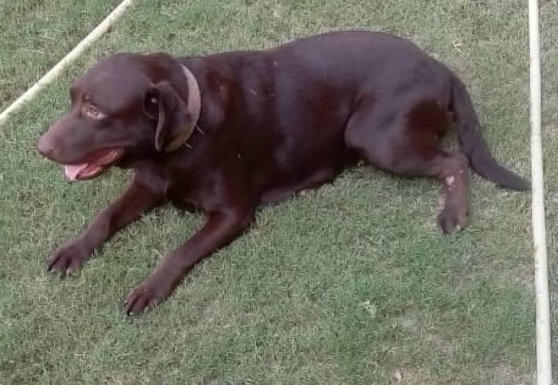 brown labrador female 1