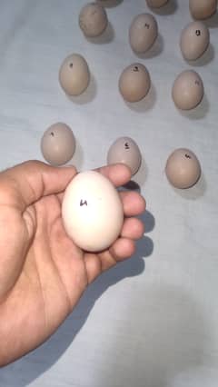 Aseel Eggs (Young birds)